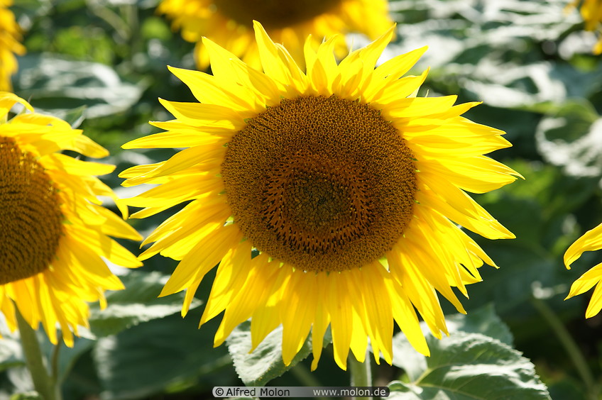 07 Sunflower head