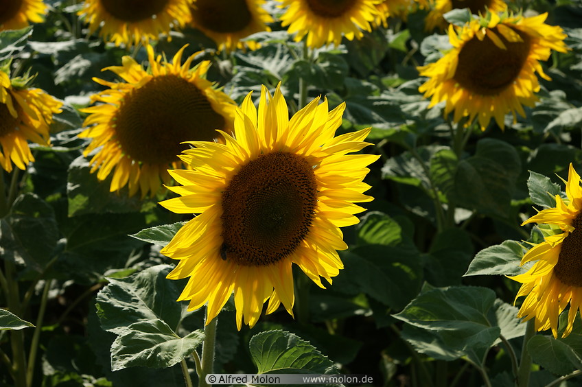 12 Sunflower plants