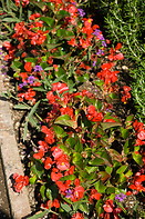 04 Red begonia flowers