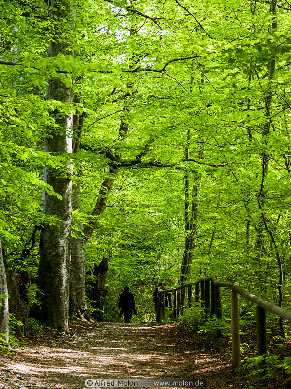 09 Forest trail near Andechs