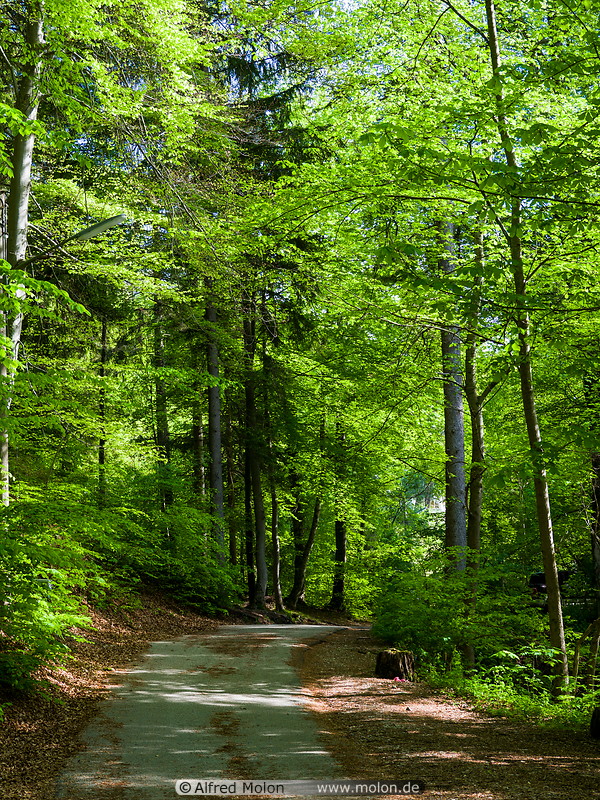 30 Forest trail near Herrsching
