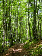 14 Forest trail near Herrsching