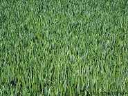 35 Wheat field
