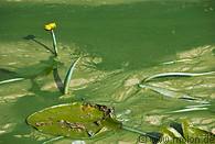 22 Green algae