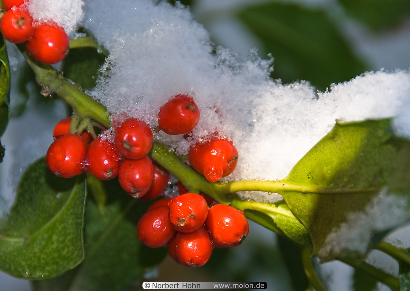 06 Snow covered rowan berries