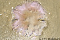 15 Stranded jellyfish