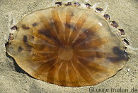 19 Stranded jellyfish