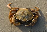 25 Stranded shore crab
