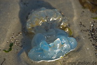 27 Blue jellyfish