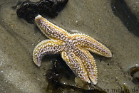 33 Stranded starfish