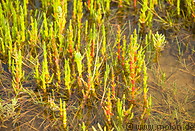 23 Salicornia plants