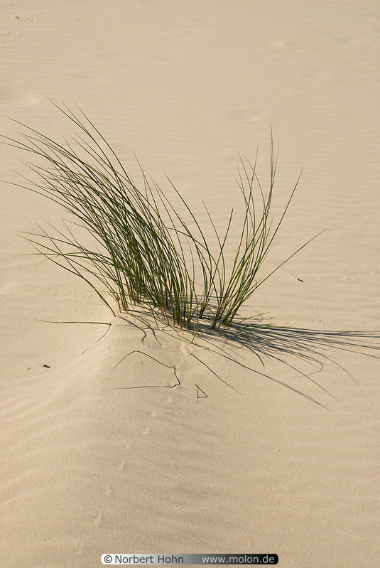 15 Dune landscape