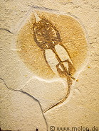 10 Fossil in paleontological museum