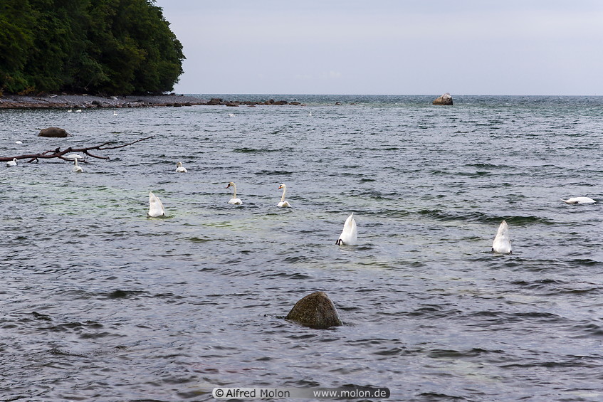 12 Swans in the sea