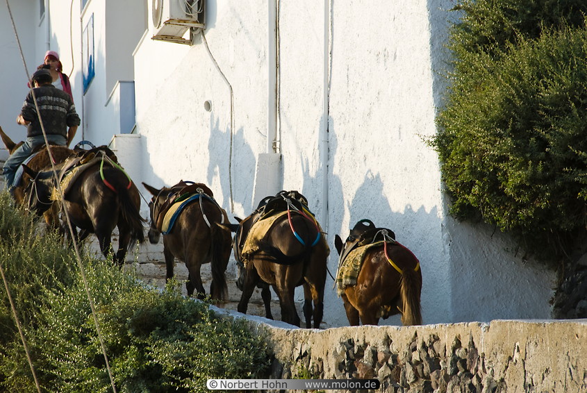 04 Mules in Thira village