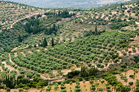 15 Hills and olive trees