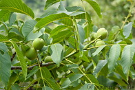 01 Walnut fruits on tree branch