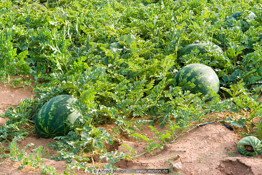 01 Watermelon plants and fruits