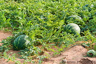 01 Watermelon plants and fruits