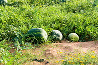 05 Watermelon plants and fruits