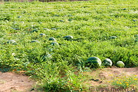 07 Watermelons on field