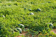 10 Watermelons on field