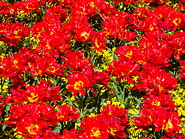 13 Red flowers