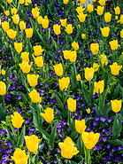 31 Yellow tulips