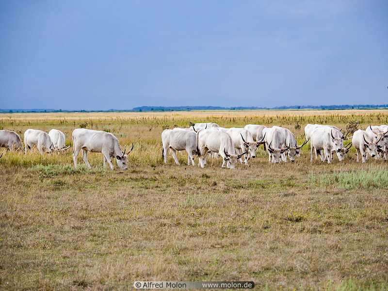 37 Hungarian grey cattle herd