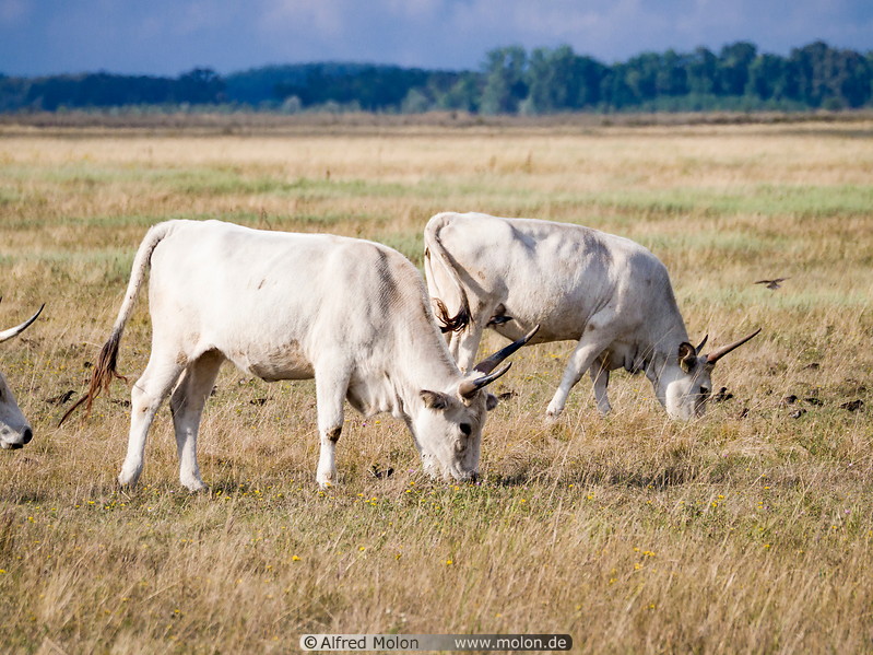 41 Hungarian grey cattle
