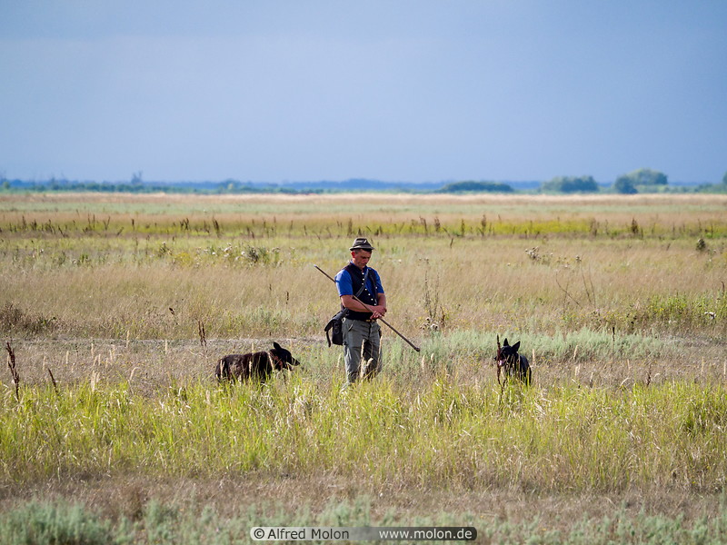43 Herdsman with dogs