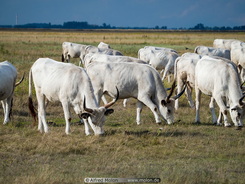 46 Hungarian grey cattle herd