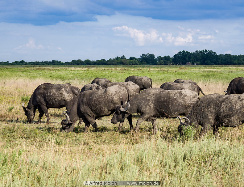 53 Herd of water buffaloes