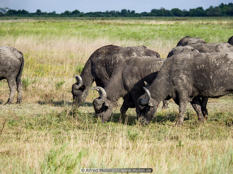 54 Herd of water buffaloes