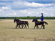 16 Hungarian horsemen show