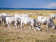 40 Hungarian grey cattle herd