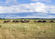 52 Herd of water buffaloes