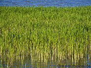 13 Reed on lake Neusiedl