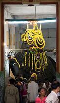 13 Bull statue in Bull temple