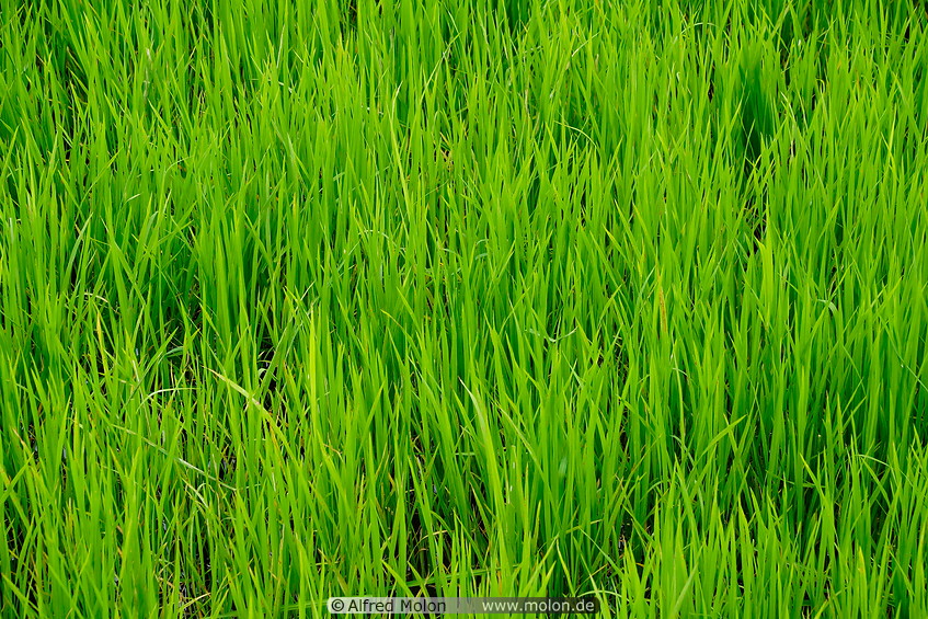 23 Rice paddy