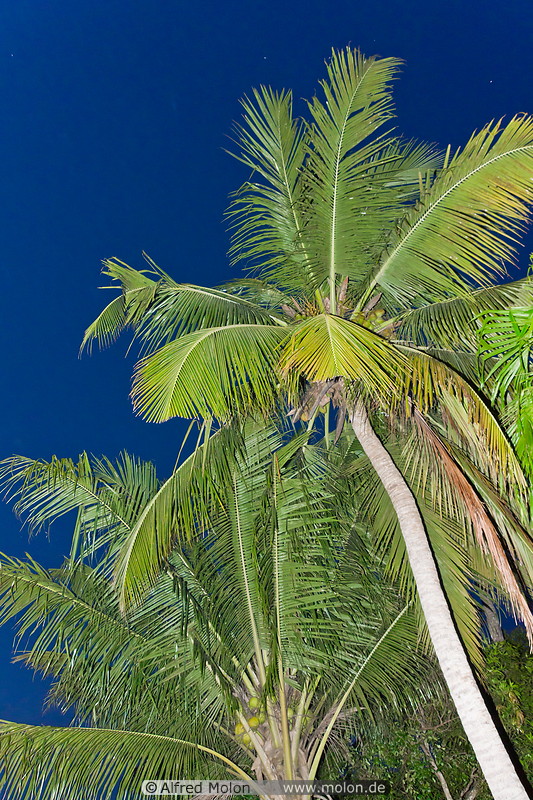31 Coconut palms at night
