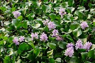 27 Water hyacinth