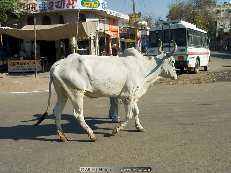 08 Cow on street