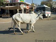 08 Cow on street