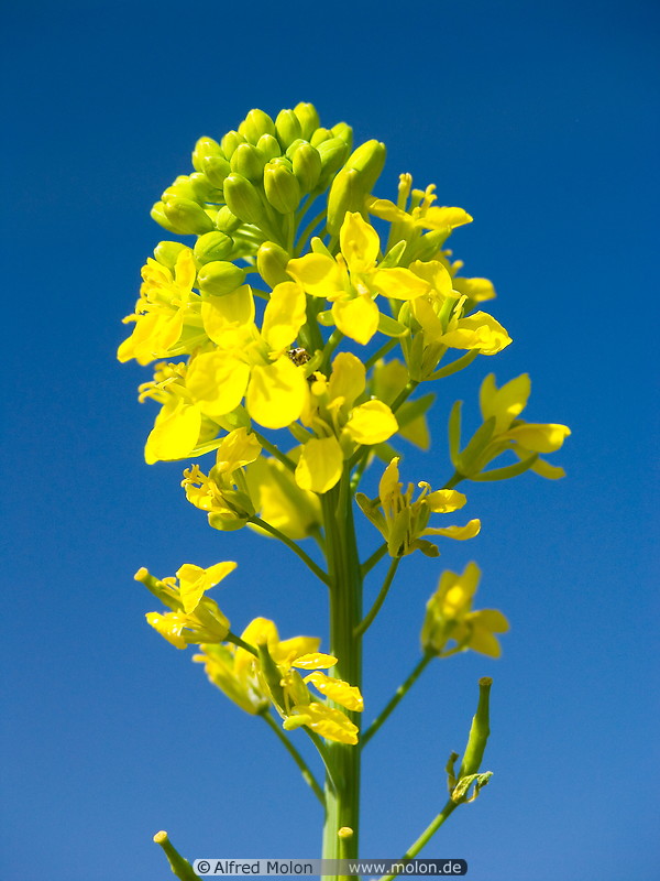 13 Mustard flower
