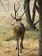 06 Deer