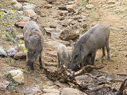 09 Wild boars eating deer carcass