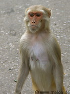 14 Macaque monkey