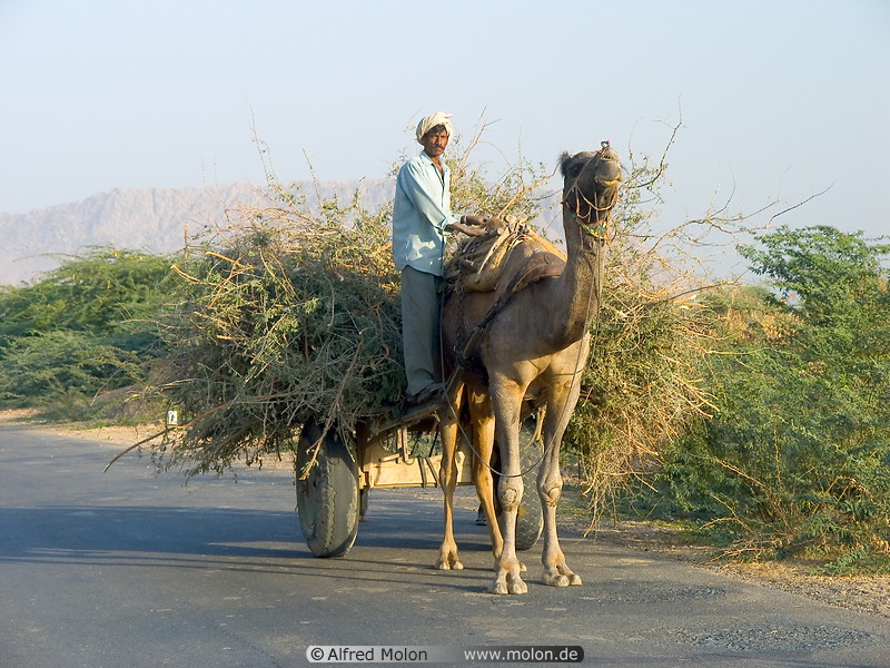 07 Camel cart