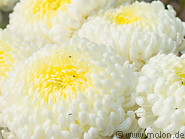 09 Chrysanthemum flowers